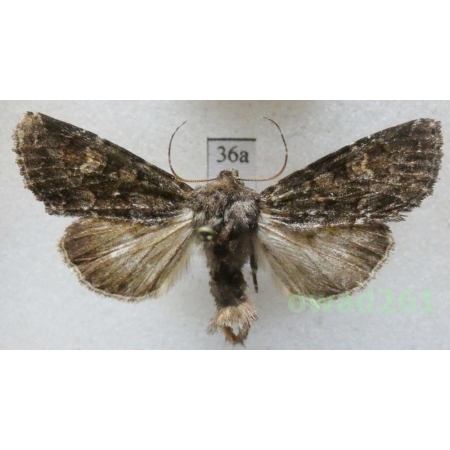 Apamea rubrirena (Treitschke, 1825) Czech36a